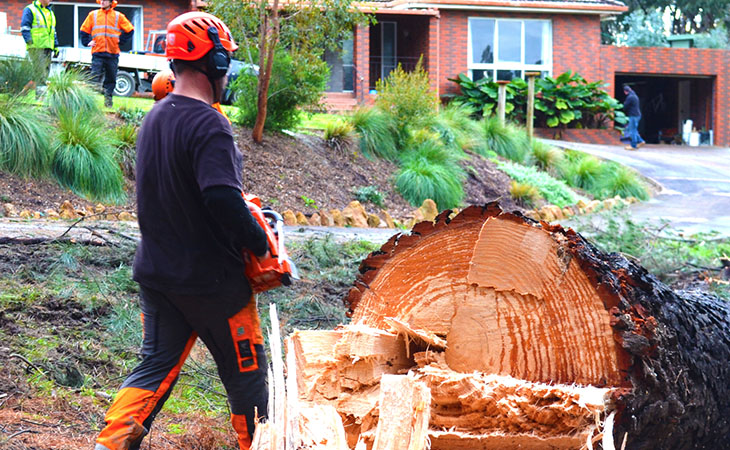 Man standing next to large cut down tree trunk