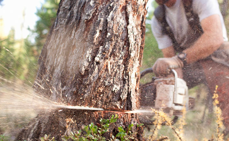 Stump Grinding | Gainesville, FL | True Cut Tree Service, Inc.