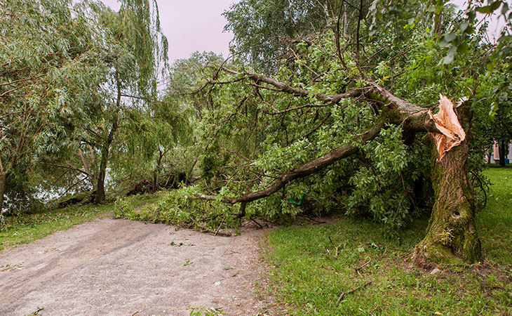 Tree fallen onto dirt road.