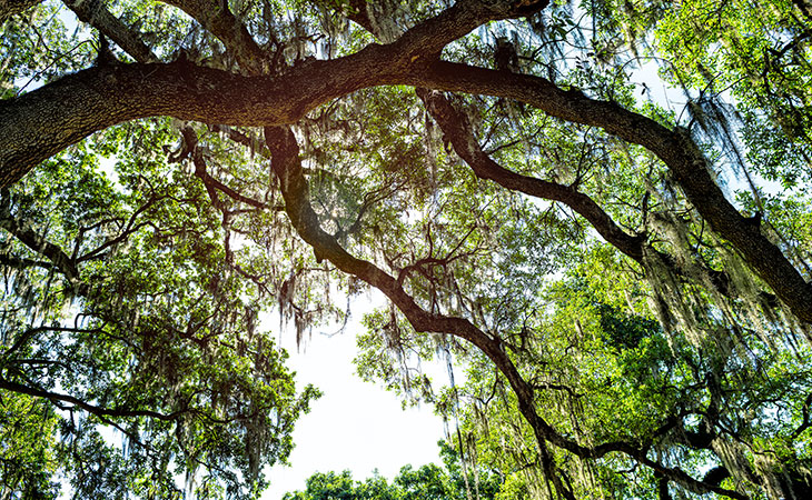 View of tree branches against the sky.