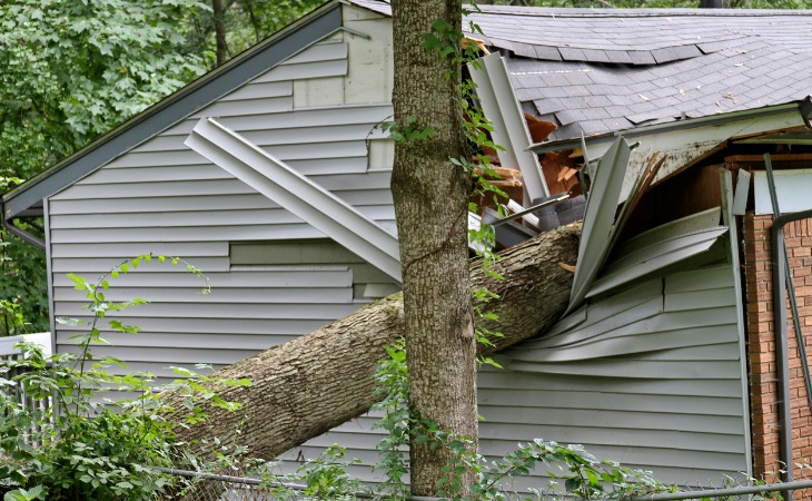 Tree fallen on roof