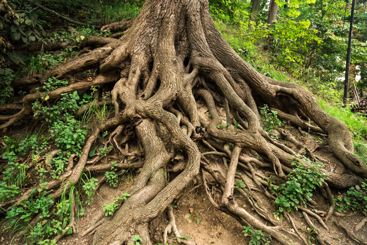 4 Signs Of Tree Root Damage